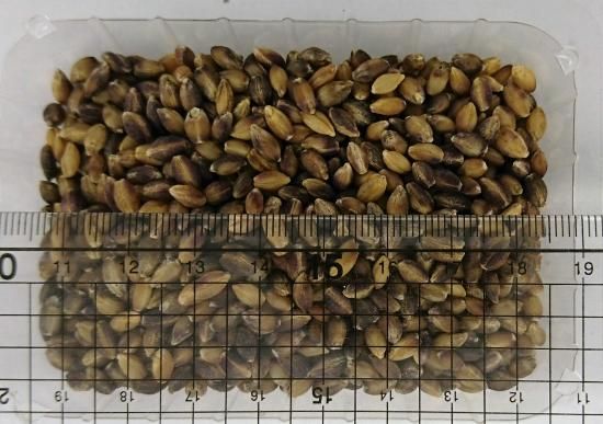 紫大麦（六条）の種 ＊籾殻無し - マルシェ青空