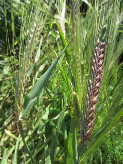 紫大麦（六条）の種　＊籾殻無し