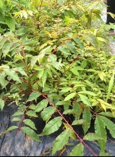 カホクザンショウ(華北山椒、花椒)の種 - マルシェ青空 カホクザンショウ(華北山椒、花椒)の種 - マルシェ青空