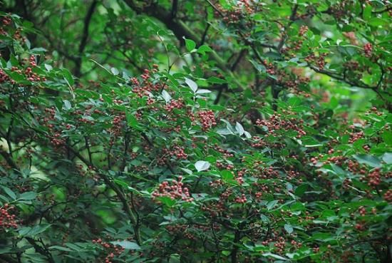 カホクザンショウ 華北山椒 花椒 の種 マルシェ青空