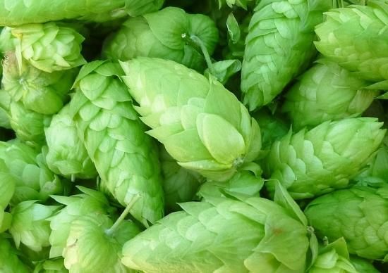 ホップの種 マルシェ青空 ホップの種 マルシェ青空