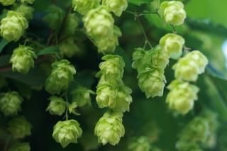 カホクザンショウ 華北山椒 花椒 の種 マルシェ青空