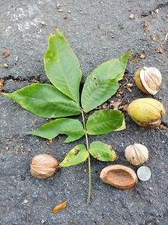 姫くるみの種 - マルシェ青空