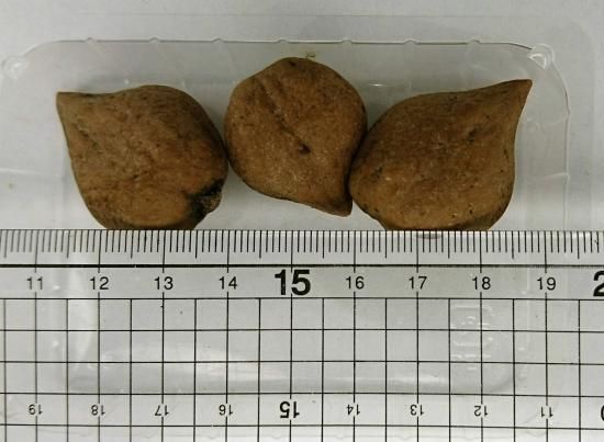 姫クルミ 果樹】『姫グルミ』 | 花苗 | | Junk sweet Garden tef*tef*