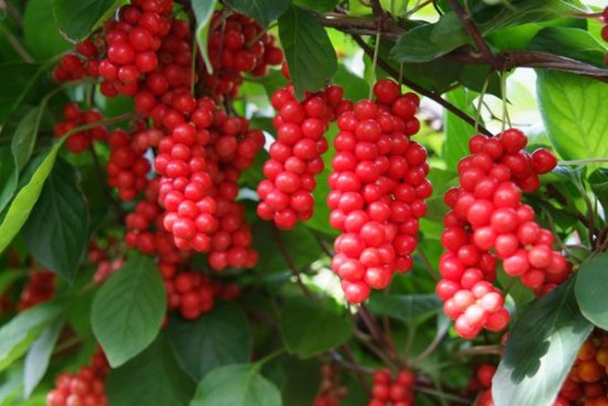 チョウセンゴミシ（五味子）の種 - マルシェ青空