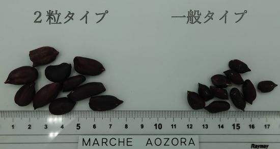 黒落花生（ブラックピーナッツ）の種 ＊這い性 - マルシェ青空