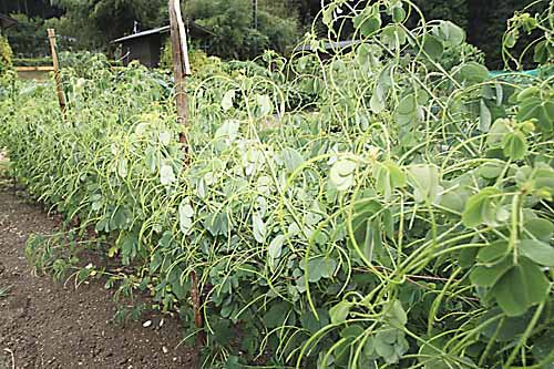 えびす草の種 - マルシェ青空