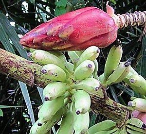 ムルバナナの種