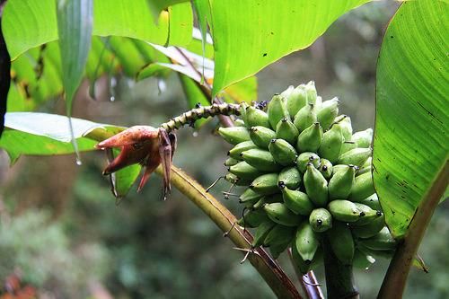 モンティコーラバナナの種 - マルシェ青空
