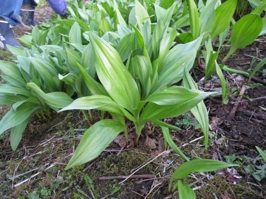 ギョウジャニンニク（行者ニンニク、アイヌネギ）の種