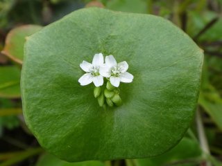 ツリースピナッチ（タカサゴムラサキアカザ）の種子 - マルシェ青空