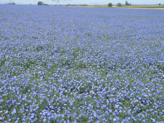 ブルーフラックス ペレニアルフラックス リナム の種 マルシェ青空