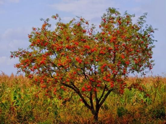 ローワン セイヨウナナカマド の種 マルシェ青空