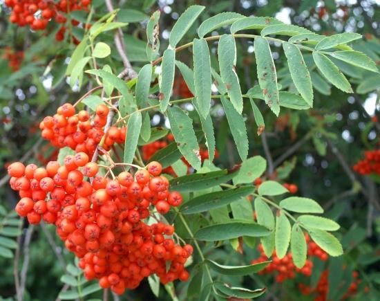 ローワン セイヨウナナカマド の種 マルシェ青空 ローワン セイヨウナナカマド の種 マルシェ青空