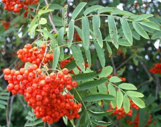 ローワン セイヨウナナカマド の種 マルシェ青空