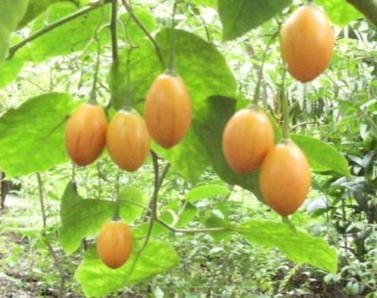 オレンジタマリロ ツリートマト の種 マルシェ青空 オレンジタマリロ ツリートマト の種 マルシェ青空