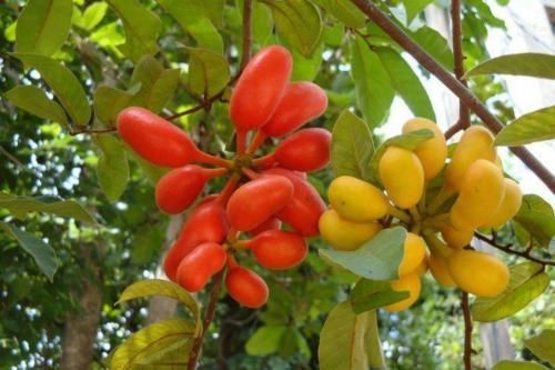 フルーツ・果実 QeroWhi 季節の国産フルーツゼリー | 《公式》GOHOBIオンラインストア