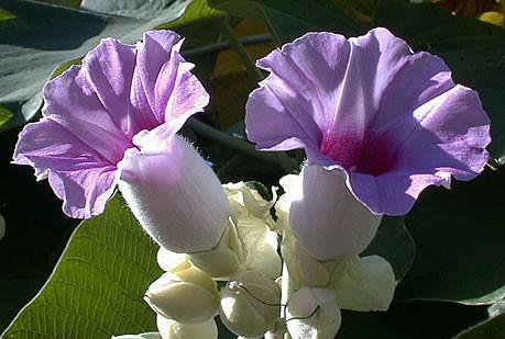 ハワイアンベイビーウッドローズ（オオバアサガオ）の種 - マルシェ青空