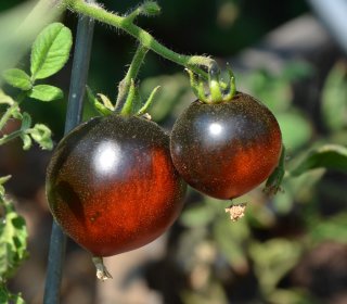 インディゴアップルトマトの種