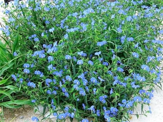 つゆくさ出品 楽天市場】ツユクサ 苗の通販