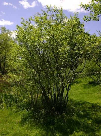 ジューンベリー　種３０粒とオマケの種 Amazon.co.jp: ブラックベリーの種、たっぷり30粒ちょっと 無