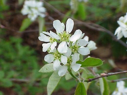 カナディアンサービスベリー（ジューンベリー）の種 - マルシェ青空