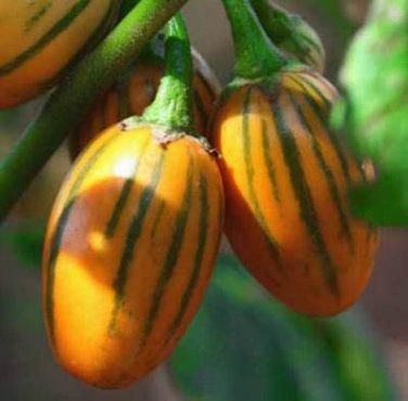 114722988.jpg?cmsp_timestamp=