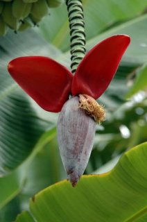 ニューバルビシアーナバナナの種