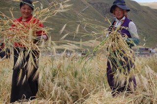 チベット小麦の種　＊籾殻無し