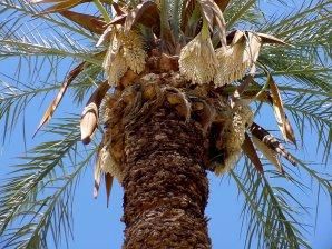 イランデーツ（ナツメヤシ）の種 - マルシェ青空