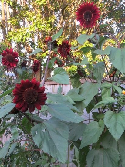 イブニングカラー（ヒマワリ）の種 - マルシェ青空