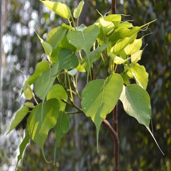 インドボダイジュ 印度菩提樹 の種 マルシェ青空