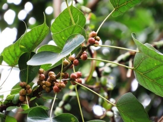 ☆ インドボダイジュ♪ 太幹曲がり 110cm♪ ☆ インドボダイジュ♪ 太幹曲がり 110cm♪ ☆ インドボダイジュ