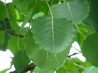 インドボダイジュ（印度菩提樹）の種