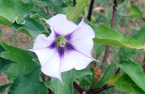 シロバナヨウシュチョウセンアサガオ（白花洋種朝鮮朝顔）の種 - マルシェ青空