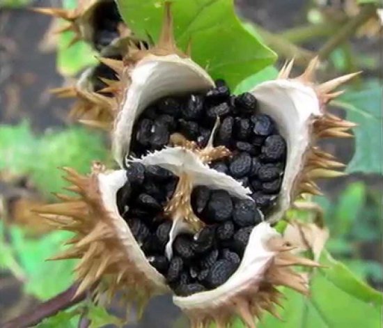 シロバナヨウシュチョウセンアサガオ（白花洋種朝鮮朝顔）の種 - マルシェ青空