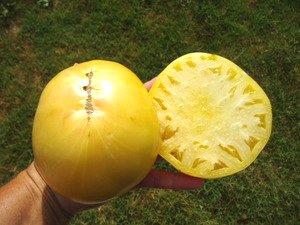 グレートホワイトトマトの種 - マルシェ青空