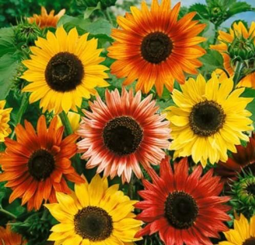 ひまわり様オーダーページ 8月のひまわり（カラフル）ひまわり・花柄- 布・生地の通販