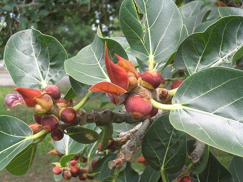 ベンガル菩提樹 バンヤンジュ の種 マルシェ青空