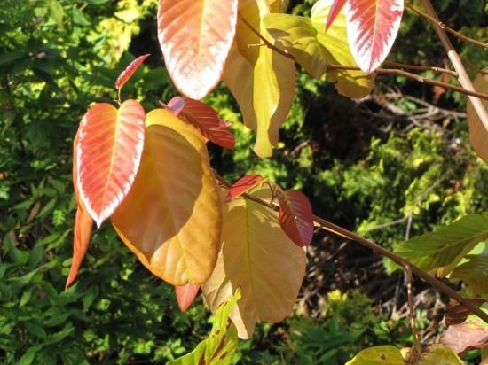 双樹沙羅 沙羅双樹（さらそうじゅ）の花の色！？ | 成田山 東京別院 深川