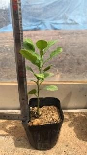 にこページベトナム最高香りパンダンリーフ抜き苗4。身長50cm。 Amazon.co.jp: ITANSE パンダンリーフの苗木 (ニオイタコノキ