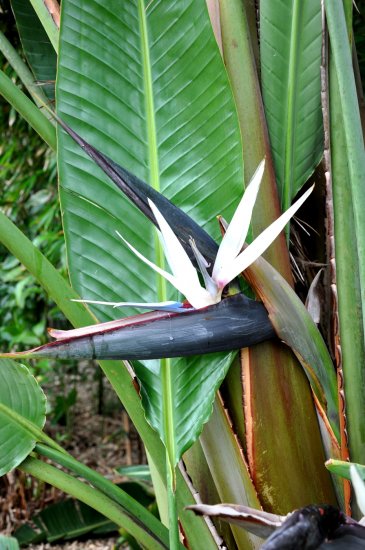 ストレリチア・ニコライ（ルリゴクラクチョウカ、瑠璃極楽鳥花）の種 - マルシェ青空