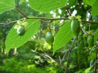 マタタビの実（虫コブ型） - マルシェ青空