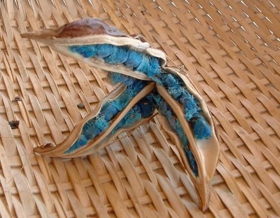 トラベラーズパーム(タビビトノキ、オウギバショウ)の種 トラベラーズパーム(タビビトノキ、オウギバショウ)の種