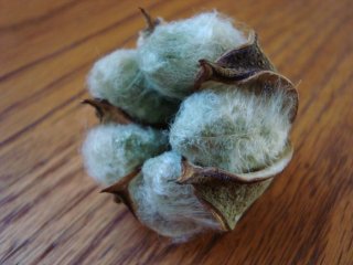 グリーンコットン（Florida Green Cotton）の種