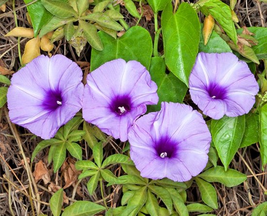 紅葉の種 100粒 もみじ モミジ 種子 たね わざとらしい