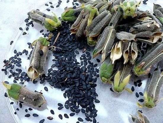 ブッラックセサミ 黒胡麻 の種 マルシェ青空 ブッラックセサミ 黒胡麻 の種 マルシェ青空