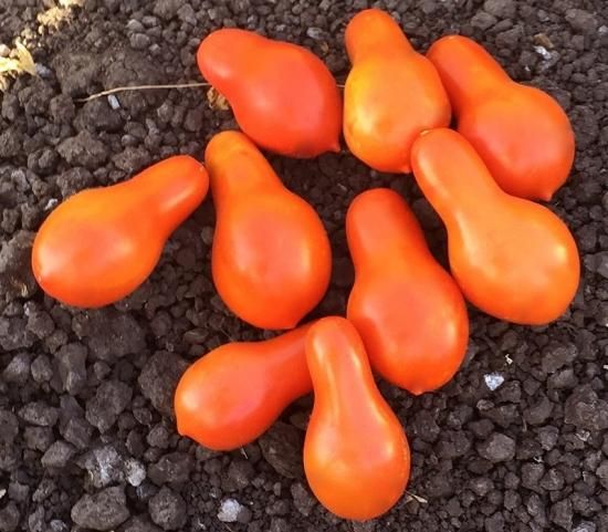 オレンジペアートマトの種 - マルシェ青空