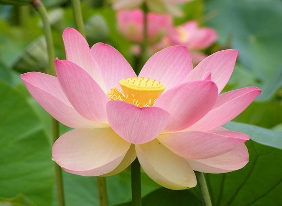 ハス（Sacred Lotus、ピンク）の種 - マルシェ青空