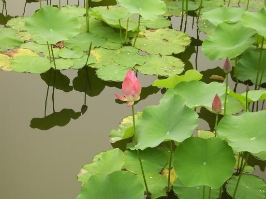 Amazon.co.jp: ハス（Sacred Lotus、ピンク）の種 (10) : DIY